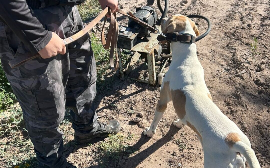 Con la intervención de “Fito”, la Policía de Mendoza avanzó en un robo en Junín