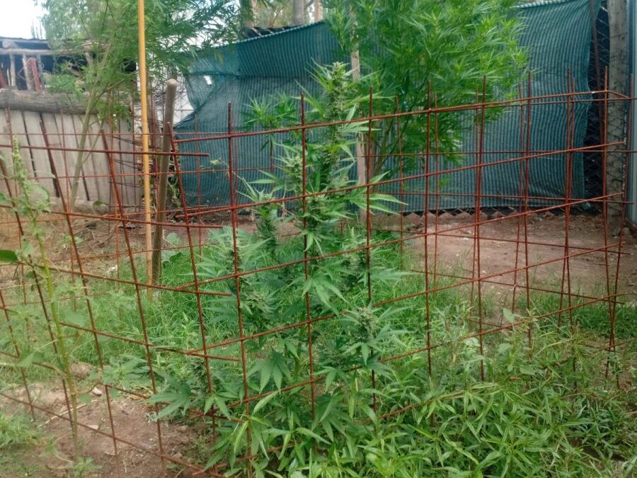 Allanamientos simultáneos en Alvear: cuatro detenidos y más de 55 kilos de cannabis secuestrados tras una investigación por abuso de arma