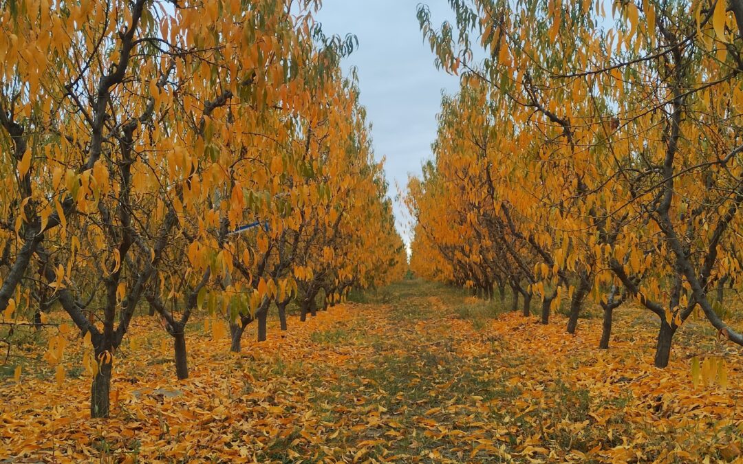 Martes con ascenso de la temperatura en la provincia de Mendoza