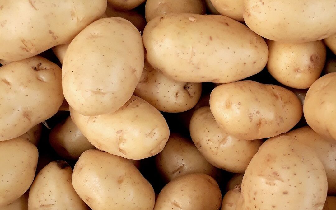 El INTA logra papas con doble resistencia a los virus que más afectan al cultivo